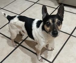 Found/Stray Male Dog last seen Near Ave 36 st , Hialeah, FL 33012
