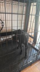 Found/Stray Male Dog last seen Near locust pass run Ocala fl , Silver Springs Shores, FL 34472