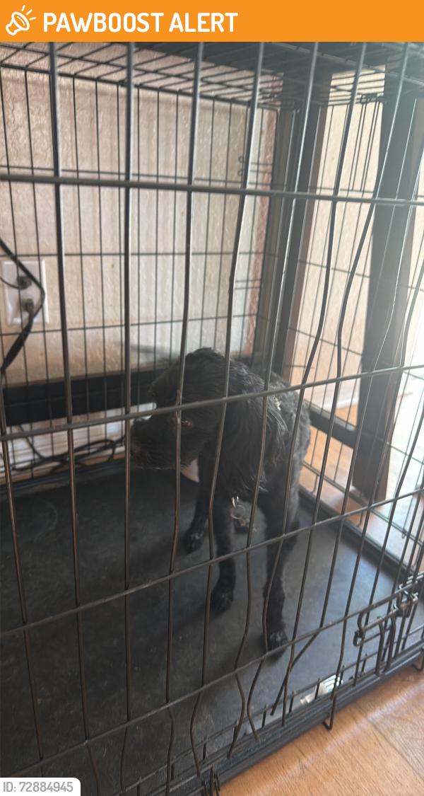 Found/Stray Male Dog last seen Near locust pass run Ocala fl , Silver Springs Shores, FL 34472