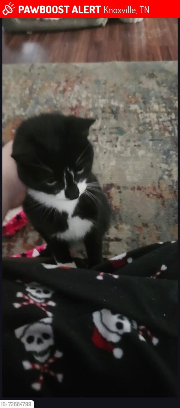 Lost Unknown Cat last seen Hardin Valley area , Knoxville, TN 37932