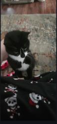 Lost Unknown Cat last seen Hardin Valley area , Knoxville, TN 37932