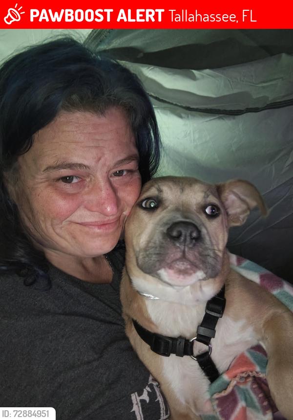 Lost Female Dog last seen Governs Park , Tallahassee, FL 32301