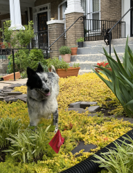 Found/Stray Male Dog last seen 14th and Varnum St NW, Washington, DC 20011