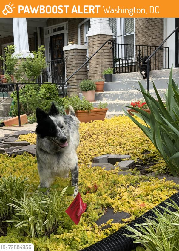 Found/Stray Male Dog last seen 14th and Varnum St NW, Washington, DC 20011