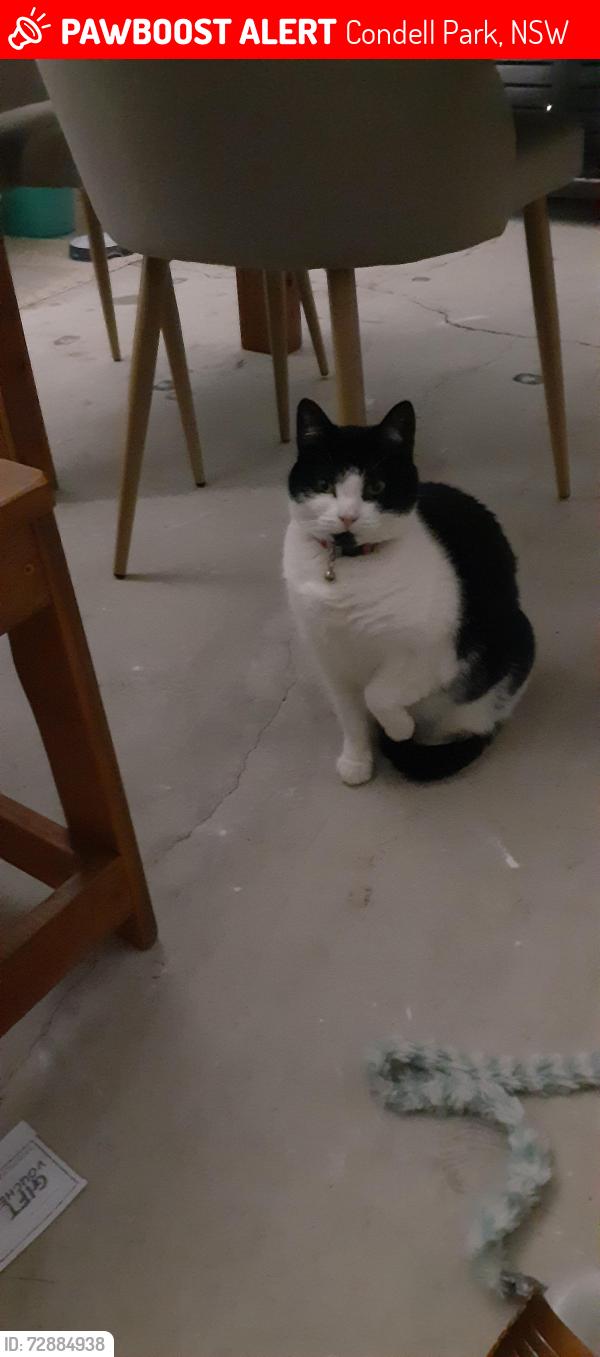 Lost Female Cat last seen Eldridge Rd and Jellicoe St Condell Park NSW, Condell Park, NSW 2200