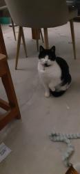 Lost Female Cat last seen Eldridge Rd and Jellicoe St Condell Park NSW, Condell Park, NSW 2200
