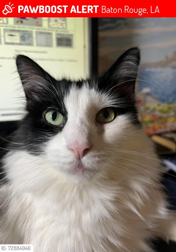 Lost Male Cat last seen Superior Grill, Baton Rouge, LA 70808