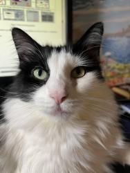 Lost Male Cat last seen Superior Grill, Baton Rouge, LA 70808