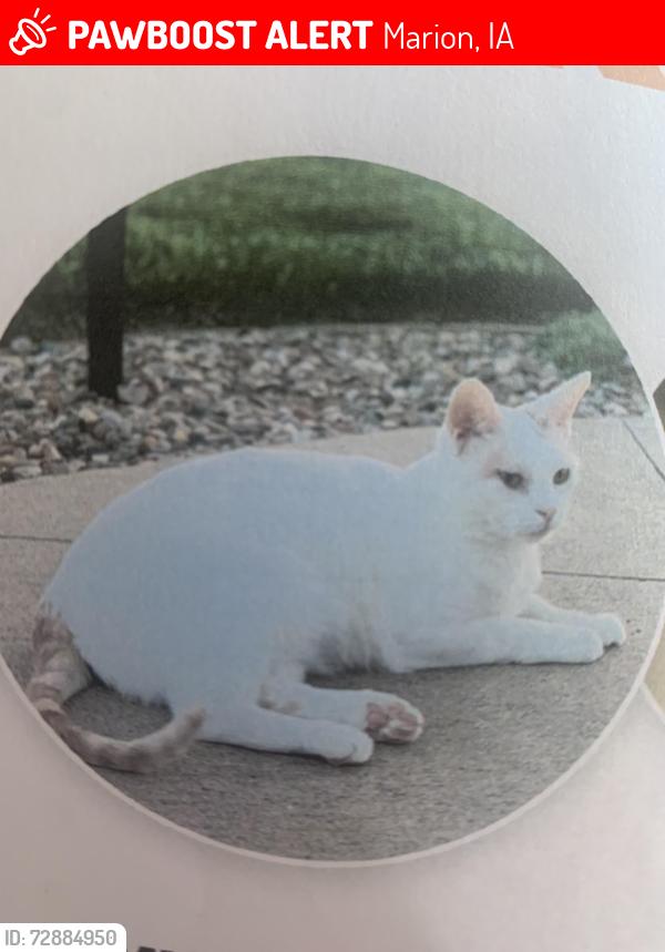 Lost Male Cat last seen East side of the 6th Hole at Hunters Ridge Golf Course, Marion, IA, Marion, IA 52302