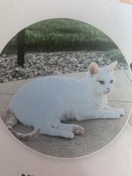 Lost Male Cat last seen East side of the 6th Hole at Hunters Ridge Golf Course, Marion, IA, Marion, IA 52302