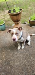 Found/Stray Male Dog last seen Hwy 16, Searcy, AR 72143