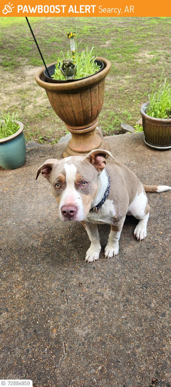 Found/Stray Male Dog last seen Hwy 16, Searcy, AR 72143