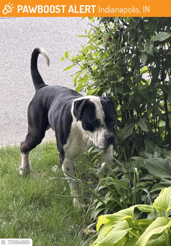 Found/Stray Unknown Dog last seen 11th and Butler, Indianapolis, IN 46219