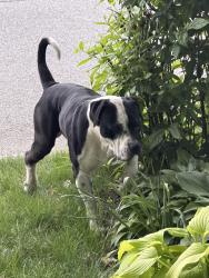 Found/Stray Unknown Dog last seen 11th and Butler, Indianapolis, IN 46219
