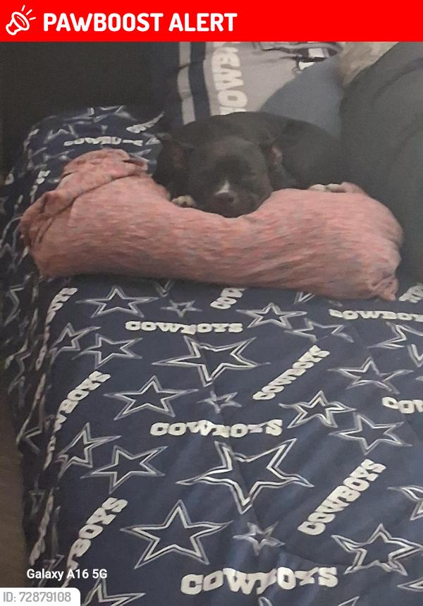Lost Female Dog last seen Roxbury anx Grover Cleveland, Homosassa Springs, FL 34446