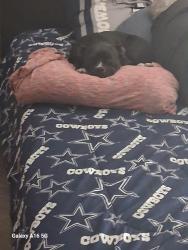 Lost Female Dog last seen Roxbury anx Grover Cleveland , Homosassa Springs, FL 34446