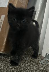Shelter Stray Male Cat last seen Near W 5740 S, Kearns Township, UT, 84118, Taylorsville, UT 84123