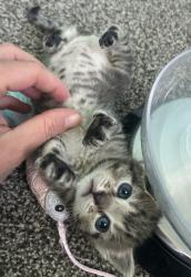 Shelter Stray Female Cat last seen Near W 5740 S, Kearns Township, UT, 84118, Taylorsville, UT 84123