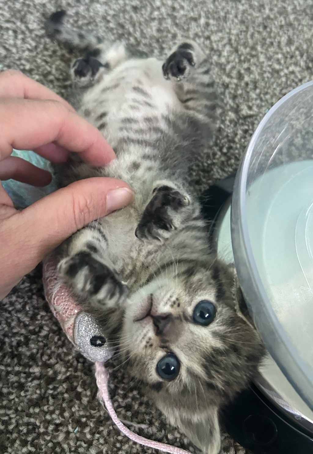 Shelter Stray Female Cat last seen Near W 5740 S, Kearns Township, UT, 84118, Taylorsville, UT 84123