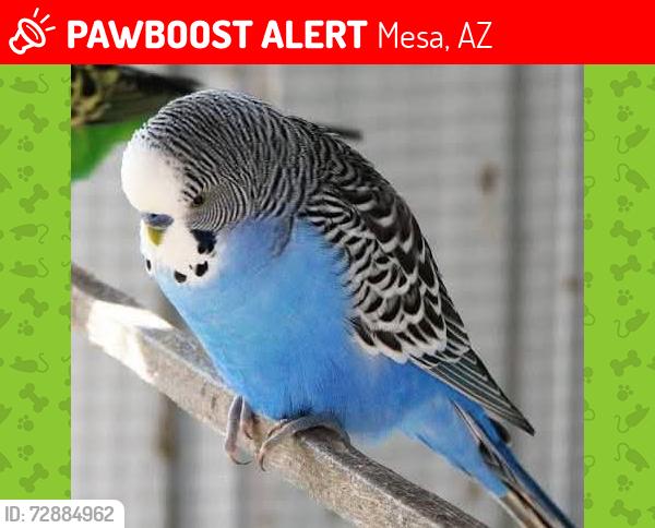 Lost Male Bird last seen MacDonald and 2nd St., Mesa, AZ 85201