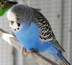 Lost Male Bird last seen MacDonald and 2nd St., Mesa, AZ 85201