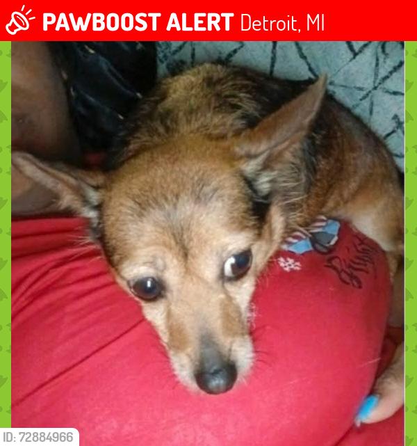 Lost Female Dog last seen Lappin st and Boulder, Detroit, MI 48205
