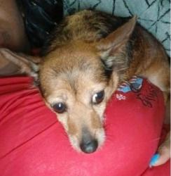 Lost Female Dog last seen Lappin st and Boulder, Detroit, MI 48205