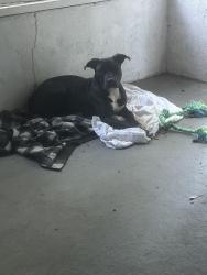 Lost Female Dog last seen Taylor rd, Riverdale, GA 30238