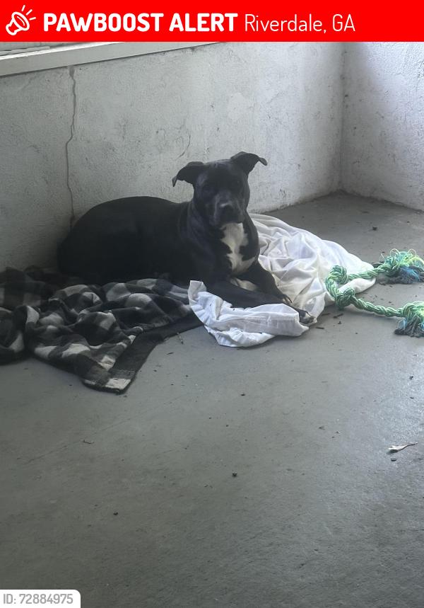 Lost Female Dog last seen Taylor rd, Riverdale, GA 30238