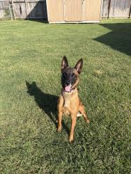 Found/Stray Female Dog last seen Near BlackHawk Blvd, Houston, Tx, 77089, Houston, TX 77089
