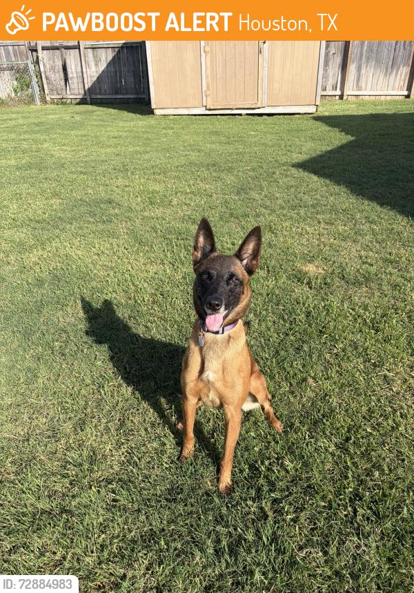 Found/Stray Female Dog last seen Near BlackHawk Blvd, Houston, Tx, 77089, Houston, TX 77089