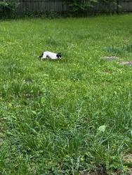 Reunited Male Dog last seen 30th , Indianapolis, IN 46229