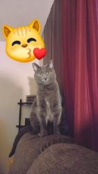 Reunited Male Cat last seen Trails of oakcreek townhouses, chimneys of oakcreek., Kettering, OH 45429