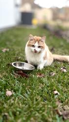 Lost Female Cat last seen Cracker barrel, Conroe, TX 77318