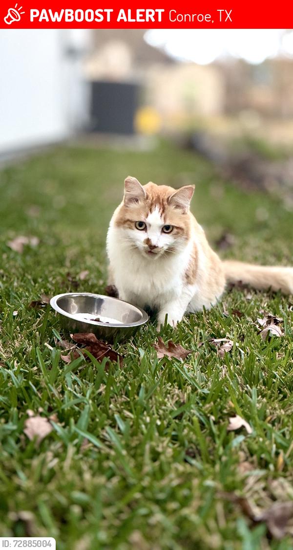 Lost Female Cat last seen Cracker barrel, Conroe, TX 77318