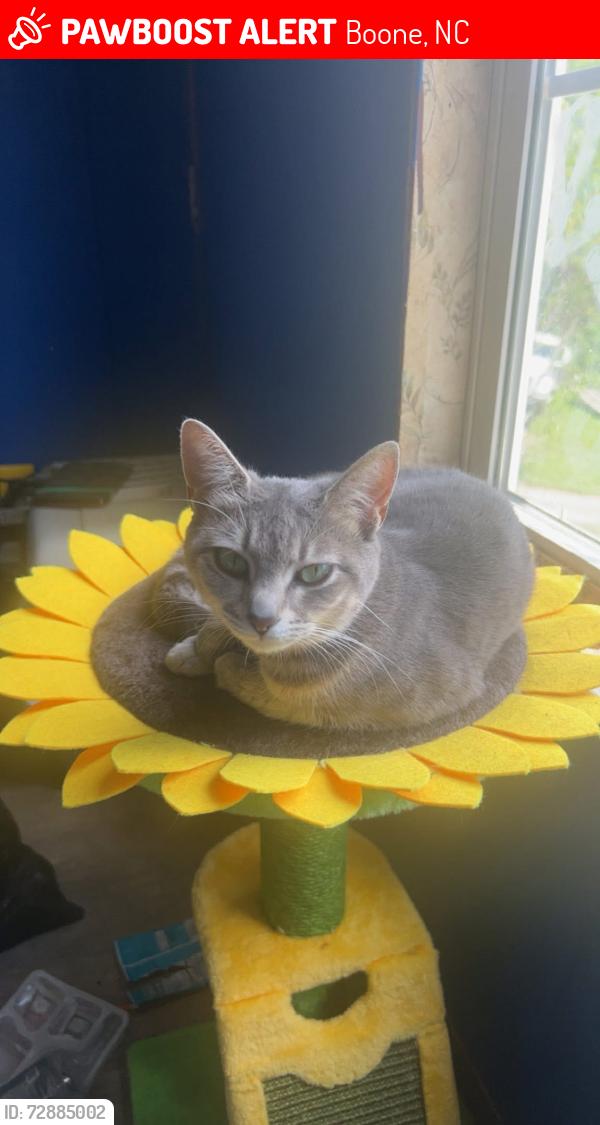 Lost Female Cat last seen Near Russ Cornett Road, Boone, NC 28607