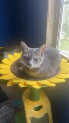 Lost Female Cat last seen Near Russ Cornett Road, Boone, NC 28607