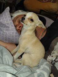Lost Female Dog last seen Harmon road, Haslet, TX 76052