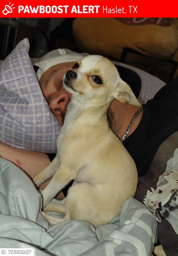 Lost Female Dog last seen Harmon road, Haslet, TX 76052