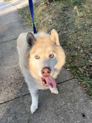Found/Stray Male Dog last seen Land O Lakes Blvd, Land O' Lakes, FL 34637