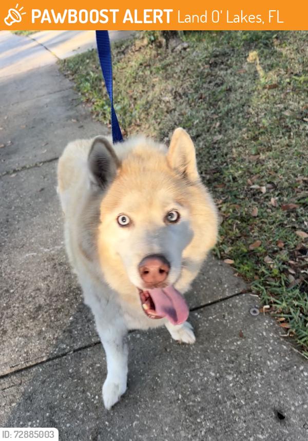 Found/Stray Male Dog last seen Land O Lakes Blvd, Land O' Lakes, FL 34637