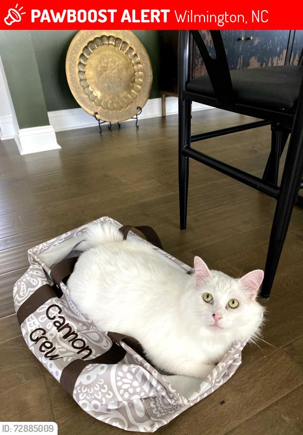Lost Male Cat last seen Tanbridge Rd, Wilmington, NC 28405