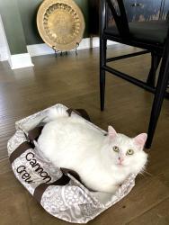 Lost Male Cat last seen Tanbridge Rd, Wilmington, NC 28405