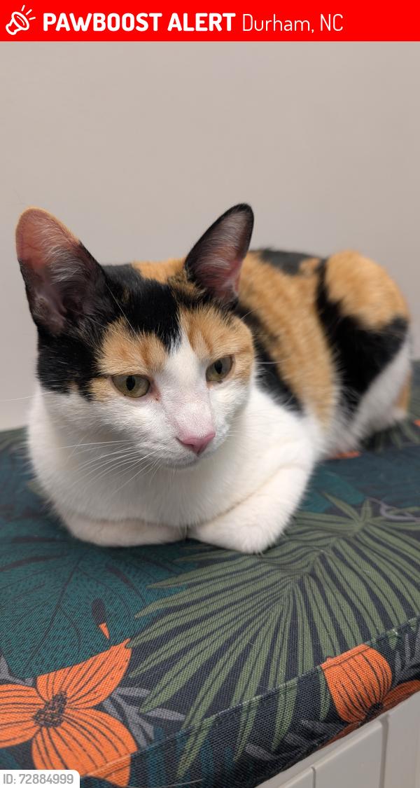 Lost Female Cat last seen Suda Drive & Raj Druve, Durham, NC 27703