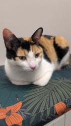Lost Female Cat last seen Suda Drive & Raj Druve, Durham, NC 27703