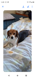 Lost Female Dog last seen Camino de Este and Valencia , Tucson, AZ 85746