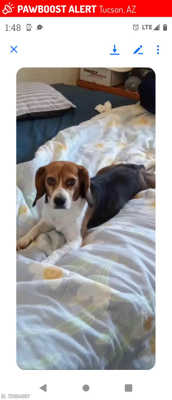 Lost Female Dog last seen Camino de Este and Valencia , Tucson, AZ 85746