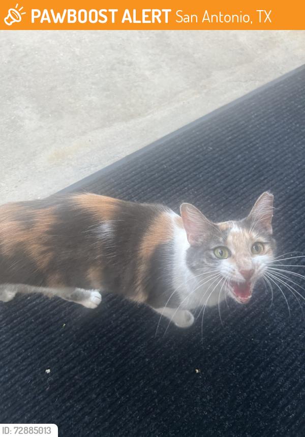 Found/Stray Unknown Cat last seen Babcock and huebner, San Antonio, TX 78240