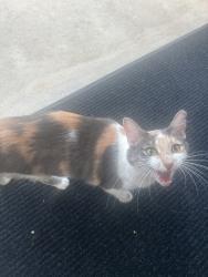 Found/Stray Unknown Cat last seen Babcock and huebner, San Antonio, TX 78240