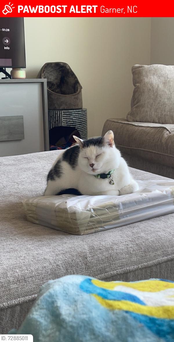 Lost Male Cat last seen Sambar deer lane garner in Clifford grove , Garner, NC 27529